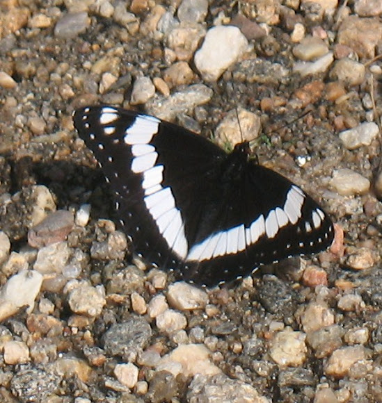 Spotting Image 1