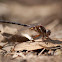Lancet Clubtail