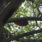 Honey bee hive