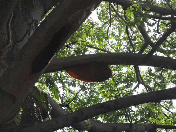 Spotting Image 1