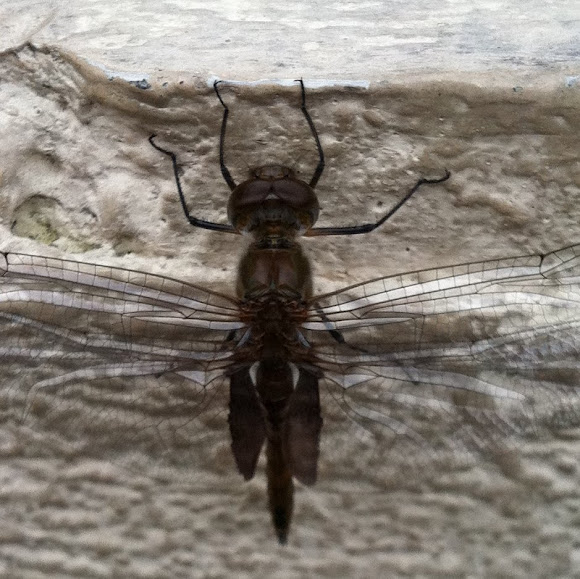 Spotting Image 1