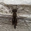 Sooty Saddlebags