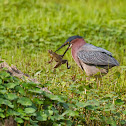Green Heron