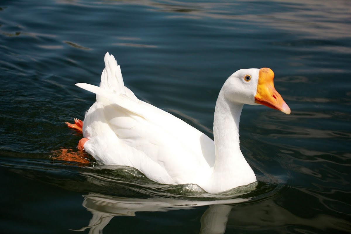 Swan Goose (White Chinese breed) Project Noah