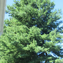 Pine