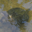 Common snapping turtle