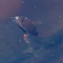 Water beetle