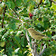 Wood Warbler