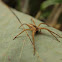 Nursery Web Spider