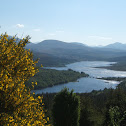 Gorse