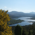 Gorse