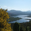 Gorse