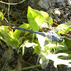 Blue Dasher Dragon Fly