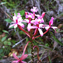 Orquídea