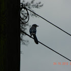Coastal blue jay