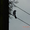 Coastal blue jay