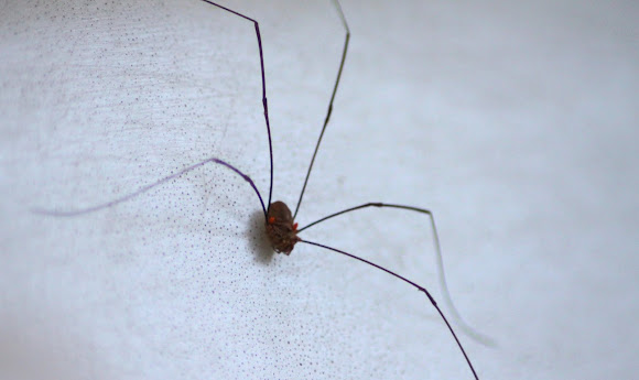 Spotting Image 1