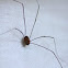 harvestman