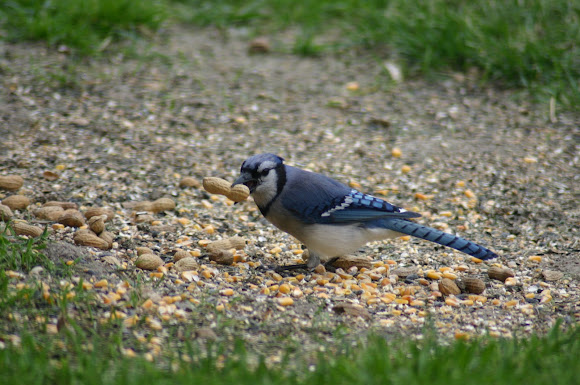 Spotting Image 1
