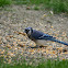 Blue Jay