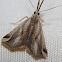 moth