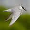 Tern