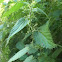 Nettle
