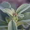 Desert Cotton