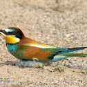 European Bee-Eater
