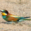 European Bee-Eater