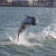 Bottle Nose Dolphin 
