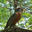 American Robin