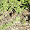 Field Mouse