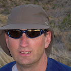 billikendave