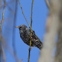 Common Starling