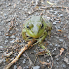 Northern Green Frog