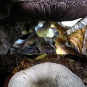 Agaricus placomyces 