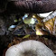 Agaricus placomyces 