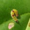 Caterpillar