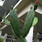 Catus