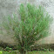 Dwarf Hinoki Cypress ?