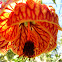 Chinese Lantern