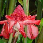 Torch Ginger