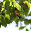 Bananaquit