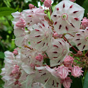 Mountain-laurel