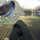 Gallinula chloropus. Polla gris, polla de agua, pollona negra, gallineta, gallareta común (en el Perú), tiqui o taca-taca