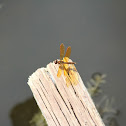 Eastern Amberwing