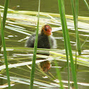Eurasian Coot baby