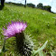Cotton Thistle