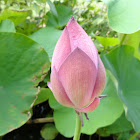 Water Lily
